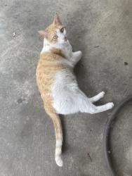 Lost Male Cat last seen Old Fannin Road, Rankin County, MS 39047