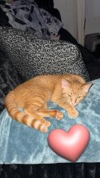 Lost Female Cat last seen Tyner ln , Harrison, TN 37341