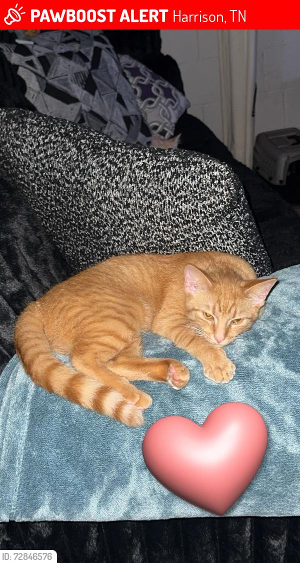 Lost Female Cat last seen Tyner ln , Harrison, TN 37341