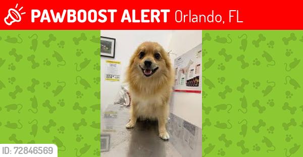 Lost Male Dog last seen hollyhill orlando florida, Orlando, FL 32824