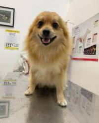 Lost Male Dog last seen hollyhill orlando florida, Orlando, FL 32824