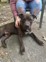 Found/Stray Male Dog last seen Tutwiler, Vaughn, Memphis, TN 38122