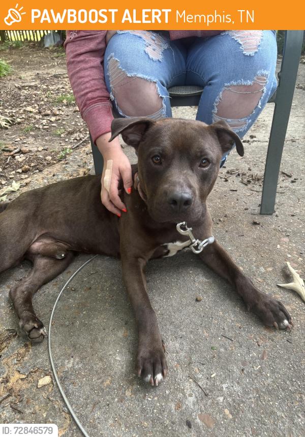 Found/Stray Male Dog last seen Tutwiler, Vaughn, Memphis, TN 38122