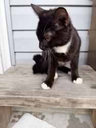 Found/Stray Female Cat last seen cartridge ct, Thomasville , Thomasville, NC 27360