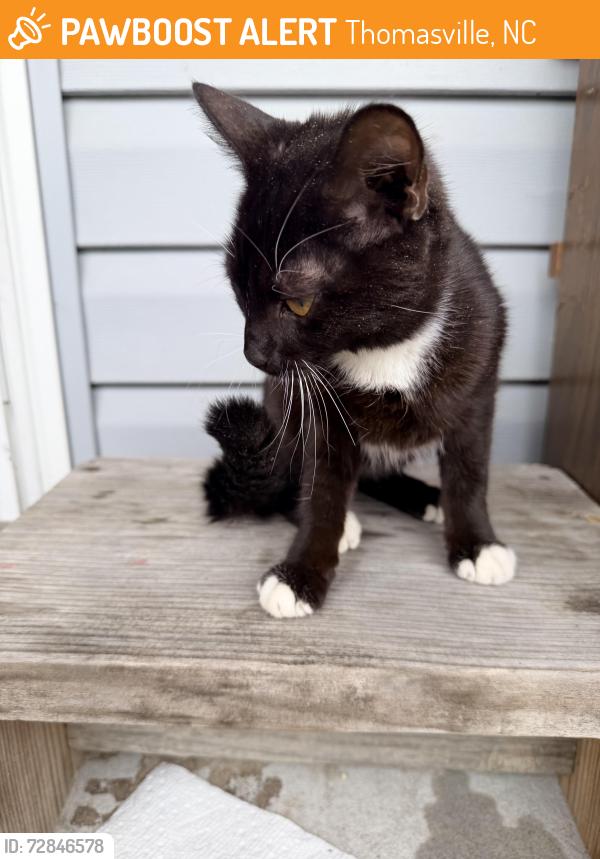 Found/Stray Female Cat last seen cartridge ct, Thomasville , Thomasville, NC 27360