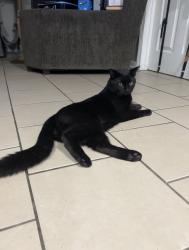 Lost Male Cat last seen N 9th St and King St, Quincy, FL 32351