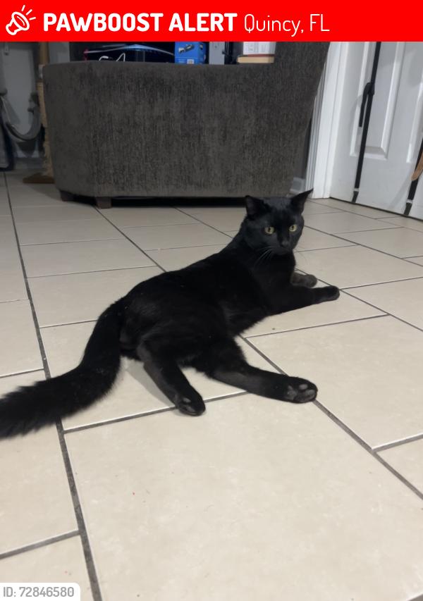 Lost Male Cat last seen N 9th St and King St, Quincy, FL 32351