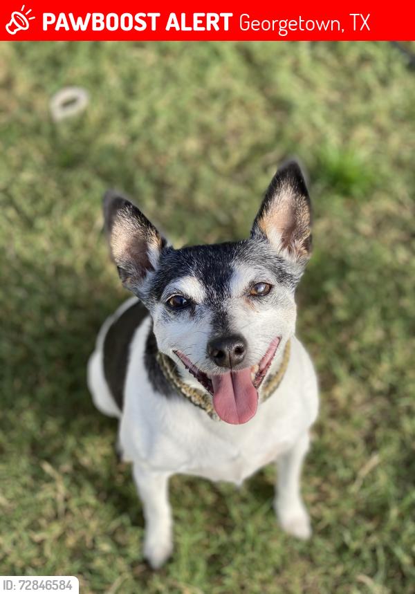 Lost Male Dog last seen Ranch Sienna neighborhood , Georgetown, TX 78628