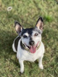 Lost Male Dog last seen Ranch Sienna neighborhood , Georgetown, TX 78628