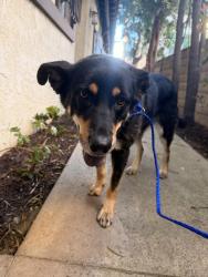 Found/Stray Female Dog last seen Montana Ave, Santa Monica, CA 90403