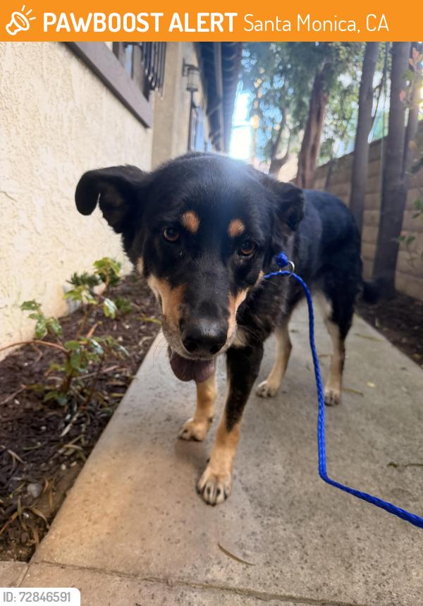 Found/Stray Female Dog last seen Montana Ave, Santa Monica, CA 90403