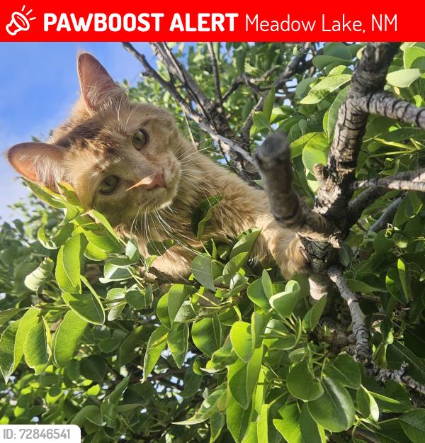 Lost Male Cat last seen Meadow lake ct & Meadow Lake rd , Meadow Lake, NM 87031