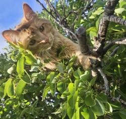 Lost Male Cat last seen Meadow lake ct & Meadow Lake rd , Meadow Lake, NM 87031
