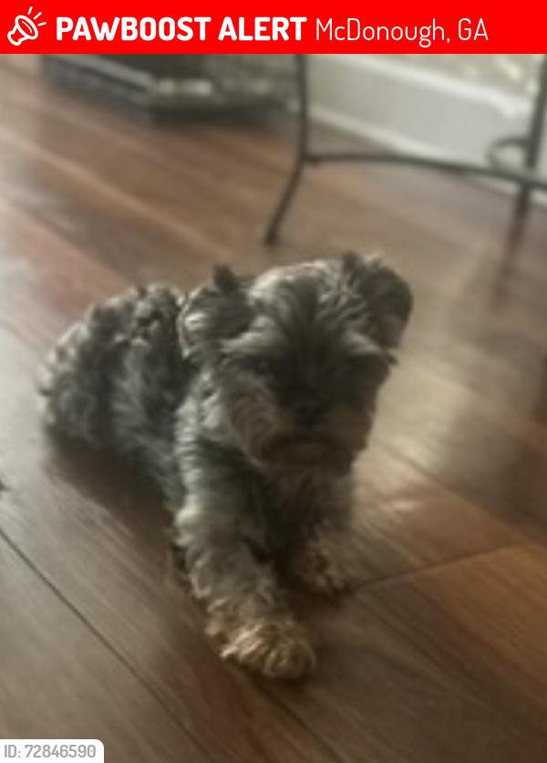 Lost Male Dog last seen Avalon cottages, McDonough, GA 30253