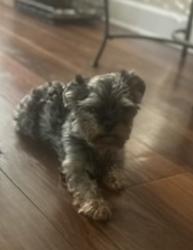 Lost Male Dog last seen Avalon cottages, McDonough, GA 30253