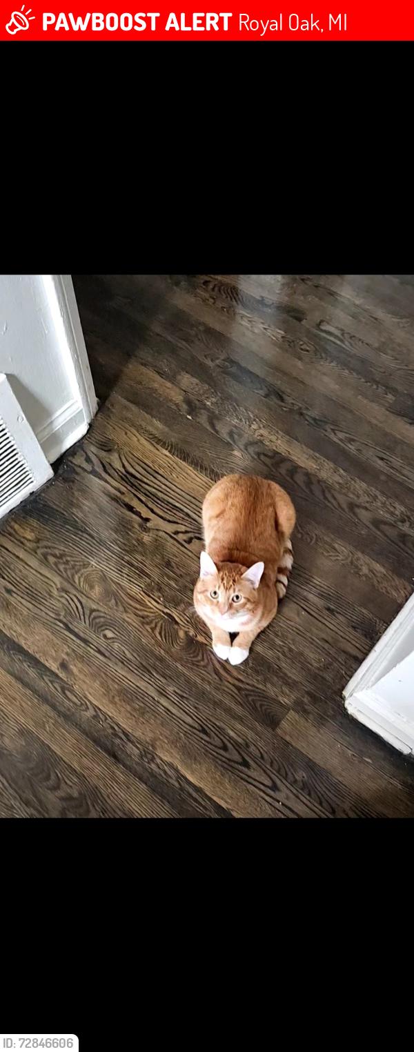 Lost Male Cat last seen Royal oak area, Royal Oak, MI 48067