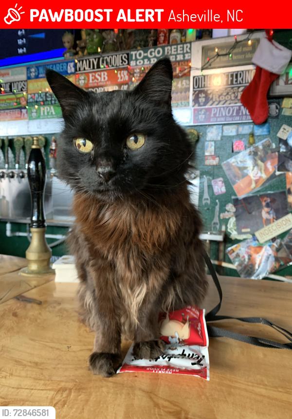 Lost Male Cat last seen Haw Creek, Happy Valley neighborhood, Asheville, NC 28805