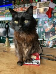 Lost Male Cat last seen Haw Creek, Happy Valley neighborhood, Asheville, NC 28805