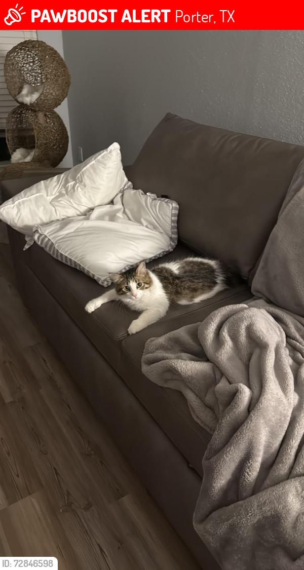 Lost Female Cat last seen Northpark South Communities, Porter, TX 77365