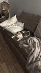 Lost Female Cat last seen Northpark South Communities, Porter, TX 77365