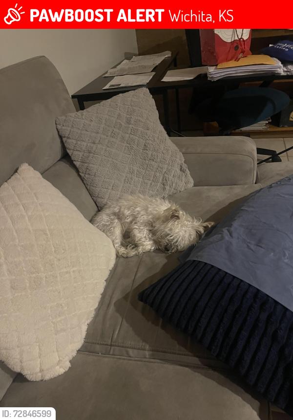 Lost Male Dog last seen Central , Wichita, KS 67212
