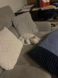 Lost Male Dog last seen Central , Wichita, KS 67212