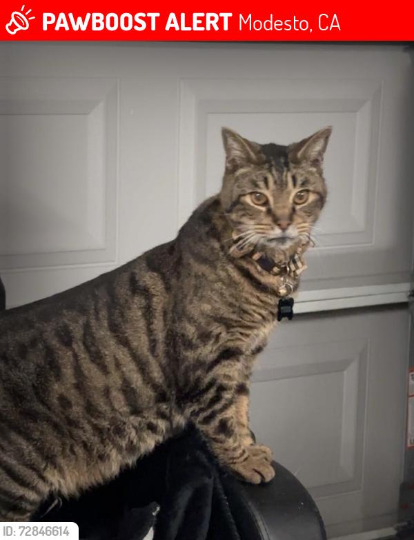Lost Male Cat last seen Lunchesi ln, Modesto, CA 95351