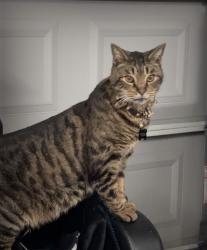 Lost Male Cat last seen Lunchesi ln, Modesto, CA 95351
