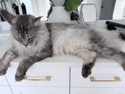 Lost Male Cat last seen The Pines, Red Deer, AB T4P