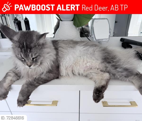 Lost Male Cat last seen The Pines, Red Deer, AB T4P