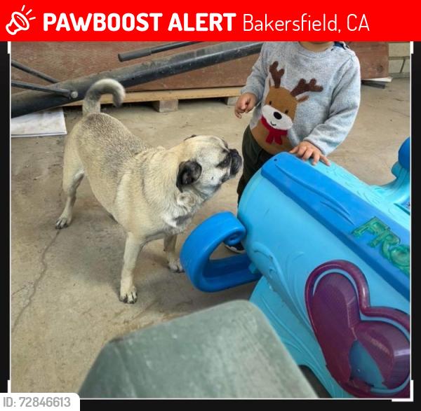 Lost Female Dog last seen Planz and stine rd, Bakersfield, CA 93304