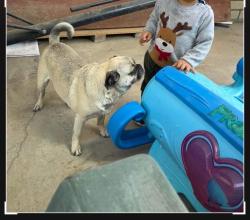 Lost Female Dog last seen Planz and stine rd, Bakersfield, CA 93304
