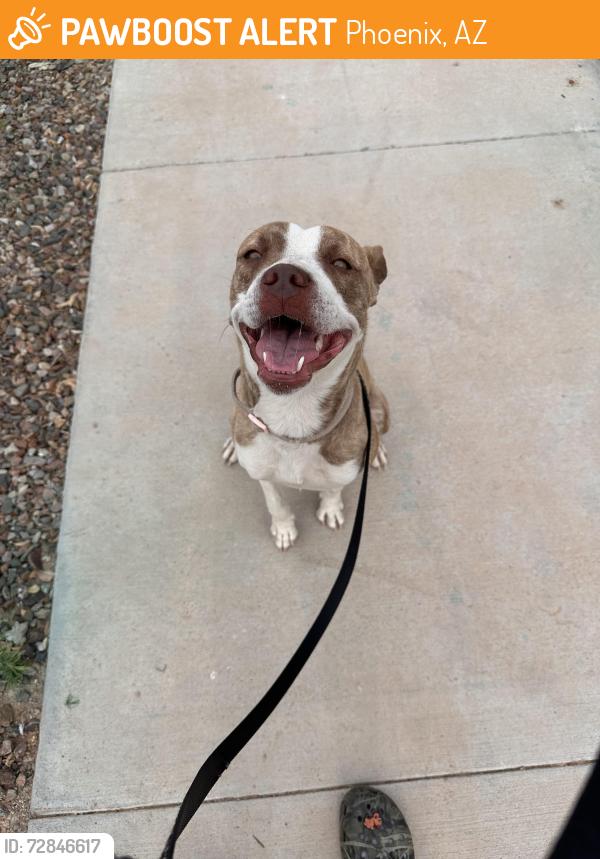 Found/Stray Female Dog last seen 57th Ave and W dobbins rd , Phoenix, AZ 85339