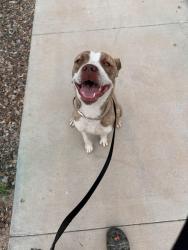 Found/Stray Female Dog last seen 57th Ave and W dobbins rd , Phoenix, AZ 85339
