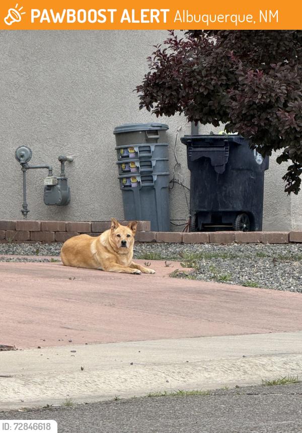 Found/Stray Unknown Dog last seen Universe & Irving, Albuquerque, NM 87114