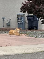 Found/Stray Unknown Dog last seen Universe & Irving, Albuquerque, NM 87114