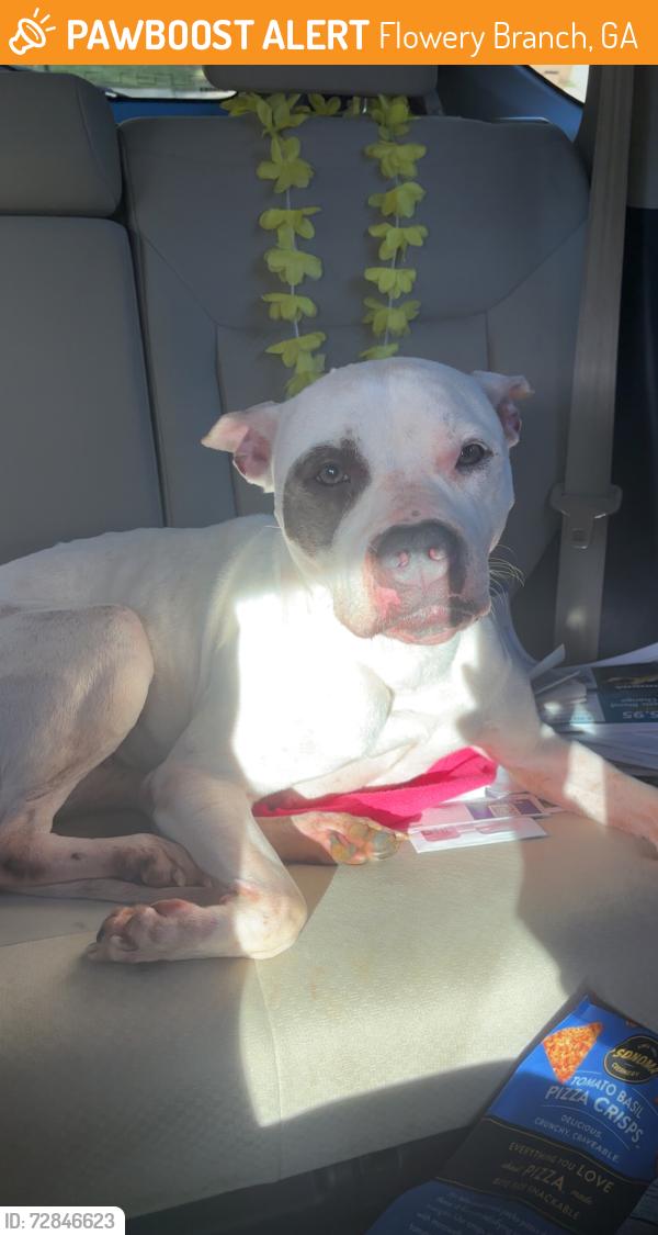 Found/Stray Female Dog last seen Cash road, Flowery Branch, GA 30542