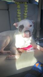 Found/Stray Female Dog last seen Cash road, Flowery Branch, GA 30542
