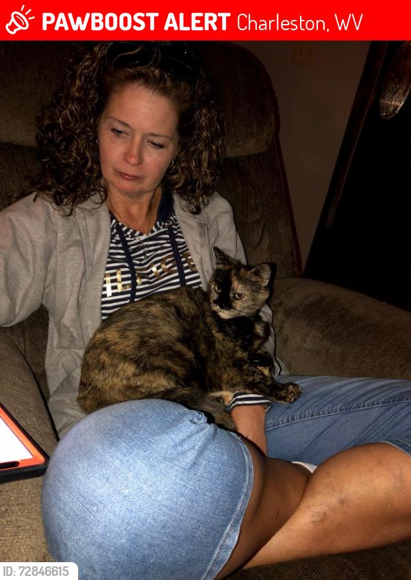 Lost Female Cat last seen Rutledge Rd / Lacy Hollow , Charleston, WV 25311