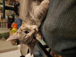 Lost Female Cat last seen Centerville Rd & Corner of Walnut Ave , Anderson, SC 29625