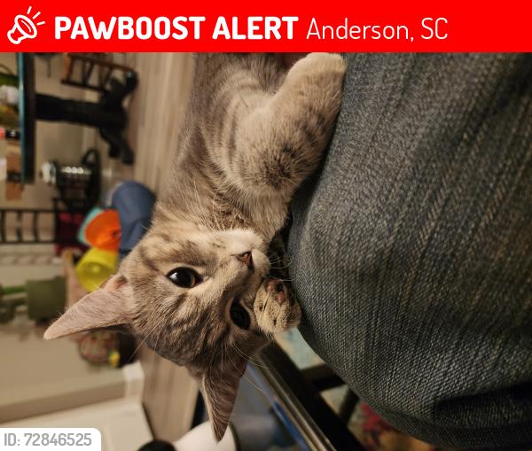 Lost Female Cat last seen Centerville Rd & Corner of Walnut Ave , Anderson, SC 29625