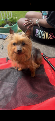 Lost Female Dog last seen Kernal Lane/St Barnabas Road, Marlow Heights, MD 20748