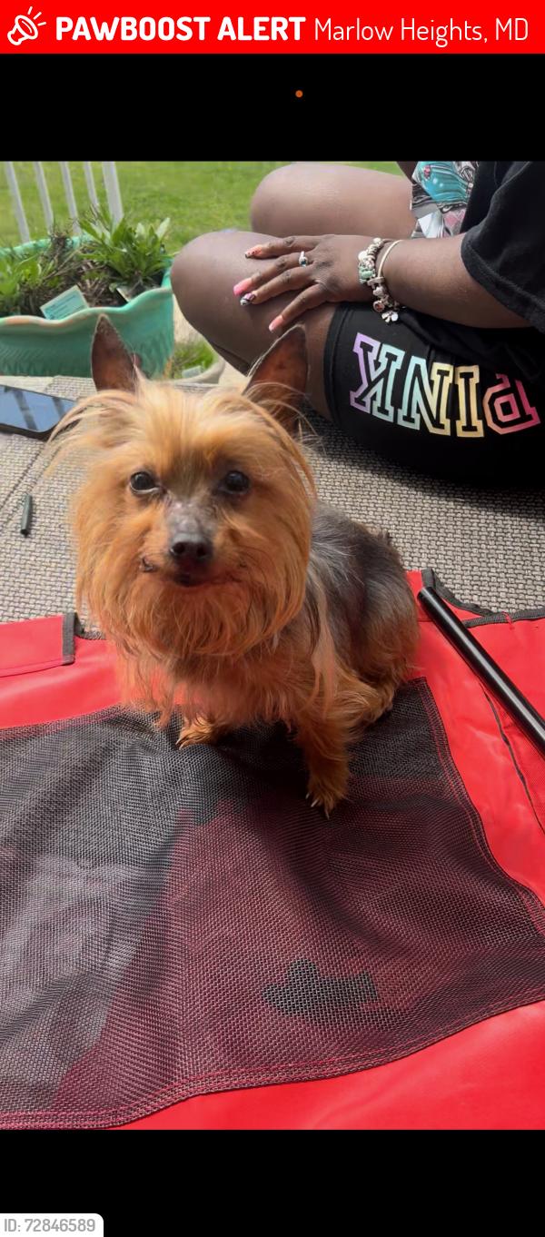 Lost Female Dog last seen Kernal Lane/St Barnabas Road, Marlow Heights, MD 20748