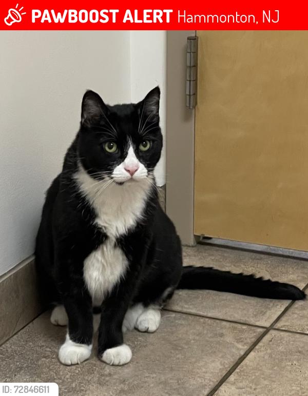 Lost Male Cat last seen At 7 Eleven, Hammonton, NJ 08037