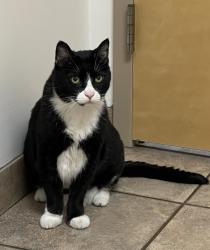 Lost Male Cat last seen At 7 Eleven, Hammonton, NJ 08037