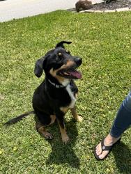 Found/Stray Male Dog last seen Augusta pines parkway and Emerald Terrace, Spring, TX 77389