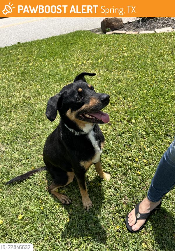 Found/Stray Male Dog last seen Augusta pines parkway and Emerald Terrace, Spring, TX 77389