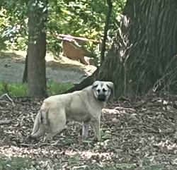 Reunited Unknown Dog last seen Hunt Rd, Bantam Rd, NC 27313