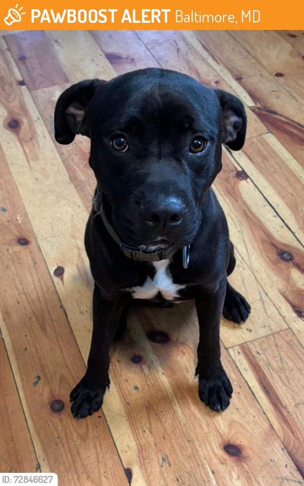Found/Stray Male Dog last seen Old Harford rd and Rosalie avenue , Baltimore, MD 21234