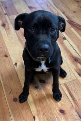 Found/Stray Male Dog last seen Old Harford rd and Rosalie avenue , Baltimore, MD 21234